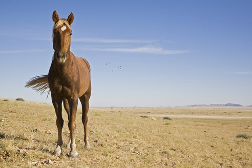 Africa, Namibia, Aus, Wild Horse - FOF00816