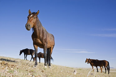 Africa, Namibia, Aus, Wild Horses - FOF00815