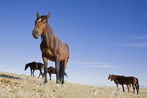 Afrika, Namibia, Aus, Wildpferde - FOF00815