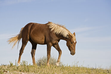 Afrika, Namibia, Aus, Weidepferd - FOF00814