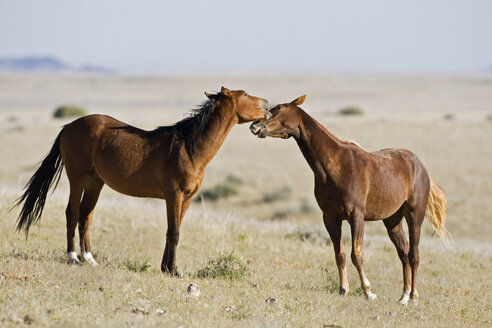 Africa, Namibia, Aus, Wild horses - FOF00810