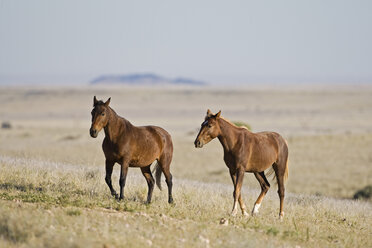 Afrika, Namibia, Aus, Wildpferde - FOF00808