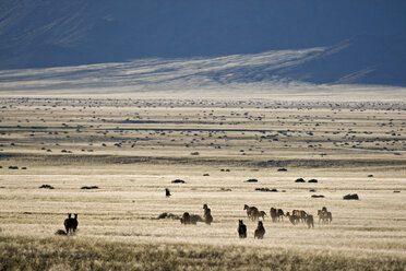 Africa, Namibia, Aus, Wild horses grazing - FOF00807