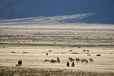 Afrika, Namibia, Aus, Wildpferde auf der Weide - FOF00807