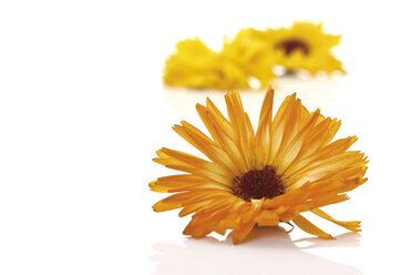 Calendula (Calendula officinalis), Nahaufnahme - 08886CS-U