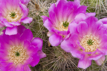 Bolivien, Blühender Kaktus (Cereus Colosseus), Nahaufnahme - WDF00126