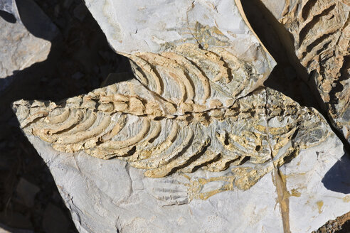Afrika, Namibia, Fossil von Mesosaurus tenuidens, Ansicht von oben - FOF00855