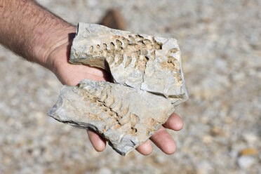 Afrika, Namibia, Mann hält Fossil von Mesosaurus tenuidens, Nahaufnahme - FOF00854