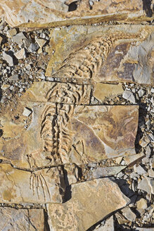 Afrika, Namibia, Fossil von Mesosaurus tenuidens, Vollbild - FOF00853