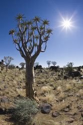 Afrika, Namibia, Köcherbäume (Aloe dichotoma) - FOF00852