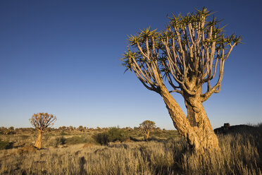Africa, Namibia, Quiver Trees (Aloe dichotoma) - FOF00848