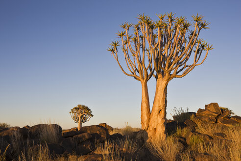 Afrika, Namibia, Köcherbäume (Aloe dichotoma) - FOF00846