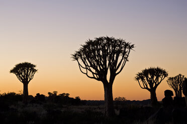 Afrika, Namibia, Köcherbäume (Aloe dichotoma) bei Sonnenuntergang - FOF00845