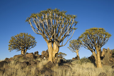 Afrika, Namibia, Köcherbäume (Aloe dichotoma) - FOF00844