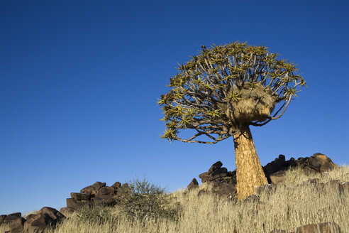 Africa, Namibia, Quiver Tree (Aloe dichotoma) - FOF00843