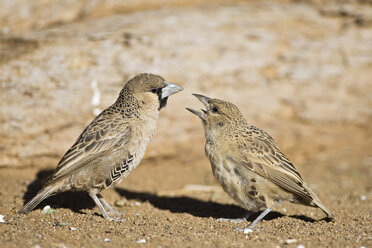 Afrika, Namibia, Soziologische Weberknechte (Philetairus socius), Nahaufnahme - FOF00841