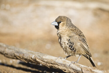 Afrika, Namibia, Gesellschaftsweber (Philetairus socius), Nahaufnahme - FOF00839