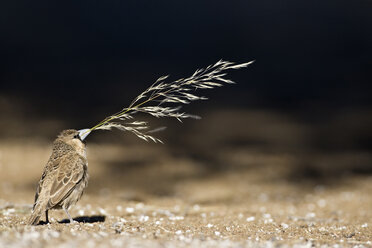 Afrika, Namibia, Gesellschaftsweber (Philetairus socius) mit Gras im Schnabel zum Nestbau - FOF00838