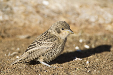 Afrika, Namibia, Gesellschaftsweber (Philetairus socius), Nahaufnahme - FOF00837