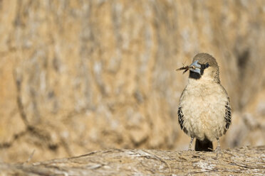 Afrika, Namibia, Soziabelweber (Philetairus socius) mit Gras im Schnabel - FOF00836