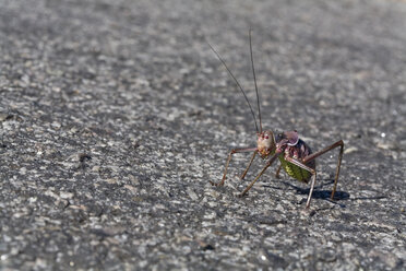 Afrika, Namibia, Panzerschrecke (Tettigoniidae), Nahaufnahme - FO00868