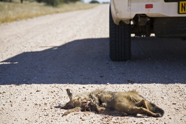 Afrika, Namibia, Afrika, Namibia, Toter Löffelhund (Otocyon megalotis), Roadkill, Nahaufnahme - FOF00940