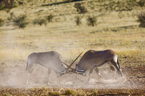 Afrika, Namibia, Zwei Gemsbockbullen (Oryx Gazella) beim Sparring, lizenzfreies Stockfoto