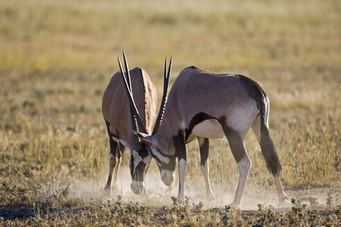 Afrika, Namibia, Zwei Gemsbockbullen (Oryx Gazella) beim Sparring - FOF00938