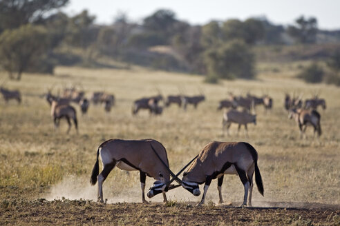 Afrika, Namibia, Zwei Gemsbockbullen (Oryx Gazella) beim Sparring - FOF00937
