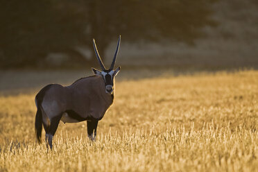 Afrika, Namibia, Gemsbock (Oryx gazella) im Gras - FOF00936