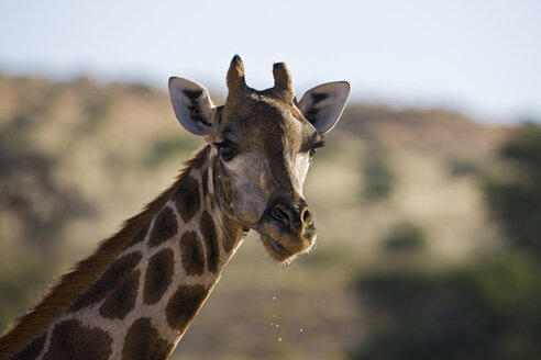 Afrika, Namibia, Giraffenkopf (Giraffa camelopardalis) gegen Himmel, Nahaufnahme - FOF00925