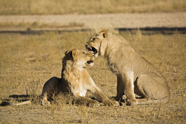 Afrika, Namibia, Löwin und Löwe (Panthera leo) - FOF00924