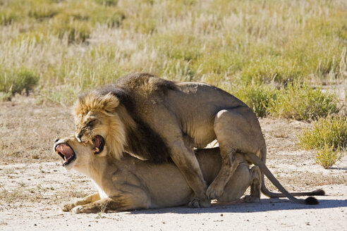 Afrika, Namibia, Löwe und Löwin (Panthera leo) bei der Paarung, Nahaufnahme - FOF00923