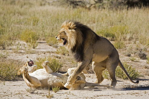 Afrika, Namibia, Löwin (Panthera leo) und Löwe - FOF00922