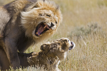 Afrika, Namibia, Löwe und Löwin (Panthera leo) bei der Paarung, Nahaufnahme - FOF00921