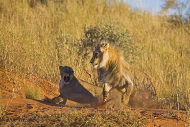 Afrika, Namibia, Löwin und Löwe (Panthera leo) - FOF00920