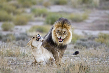 Afrika, Namibia, Löwin und Löwe im Gras ((Panthera leo) - FOF00919