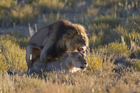 Afrika, Namibia, Löwe und Löwin (Panthera leo) bei der Paarung, Nahaufnahme, lizenzfreies Stockfoto
