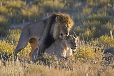 Afrika, Namibia, Löwe und Löwin (Panthera leo) bei der Paarung, Nahaufnahme - FOF00917