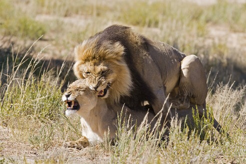 Afrika, Namibia, Löwe und Löwin (Panthera leo) bei der Paarung, Nahaufnahme - FOF00916