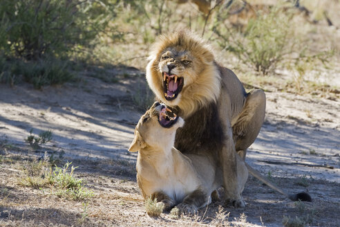 Afrika, Namibia, Löwe und Löwin (Panthera leo) bei der Paarung, Nahaufnahme - FOF00915