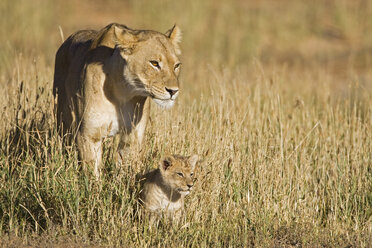 Afrika, Namibia, Löwin (Panthera leo) mit Jungtier, Nahaufnahme - FOF00911