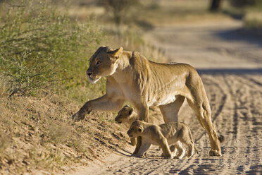 Afrika, Namibia, Löwin (Panthera leo) mit Jungtieren - FOF00909