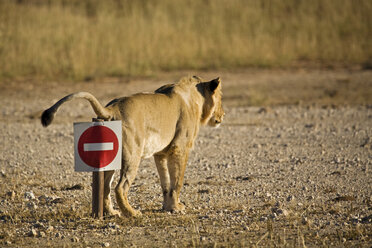 Afrika, Namibia, Kalahari, Löwin (Panthera leo), Rückansicht - FOF00907