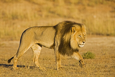 Afrika, Namibia, Löwe (Panthera leo) im Gras - FOF00903