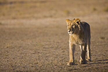Afrika, Namibia, Kalahari, Löwin (Panthera leo) - FOF00902