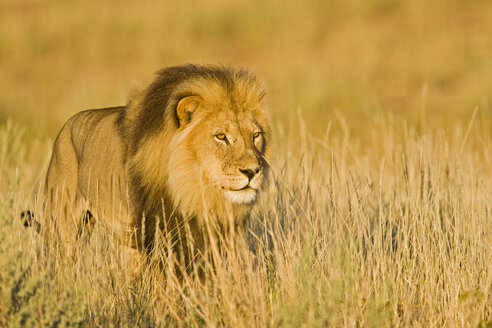 Afrika, Namibia, Löwe (Panthera leo) im Gras - FOF00901