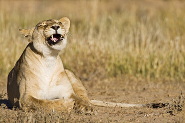 Afrika, Namibia, Löwin (Panthera leo) im Gras liegend - FOF00900