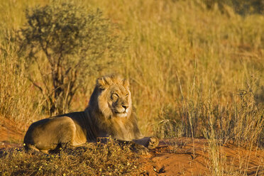 Afrika, Namibia, Löwe (Panthera leo) im Gras liegend - FOF00899