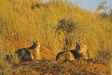 Afrika, Namibia, Löwin (Panthera leo) und Löwe im Gras liegend - FOF00898